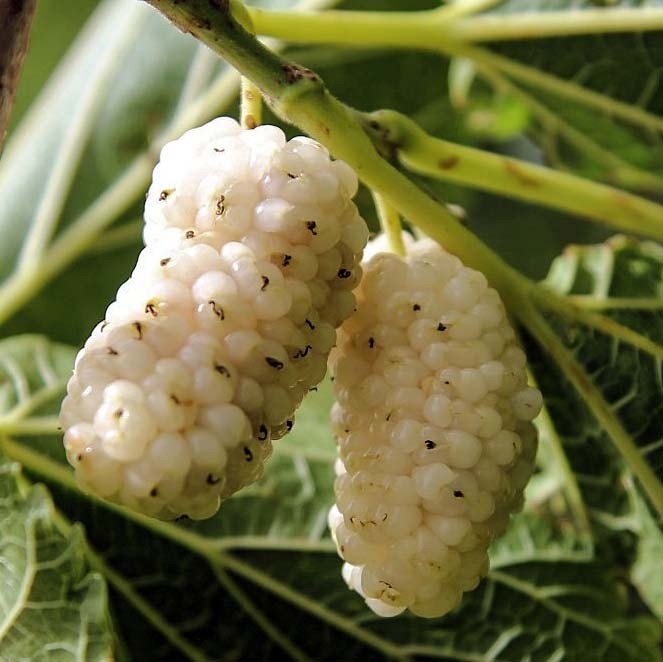 тутовник ягода