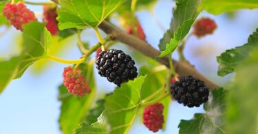 Шелковица полезные свойства