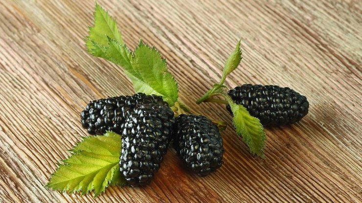 тютина ягода