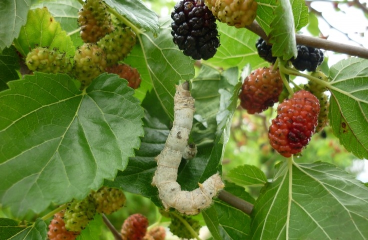 шелковица выращивание и уход в средней полосе