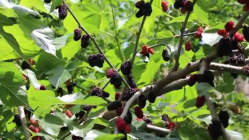 шелковица выращивание и уход в средней полосе