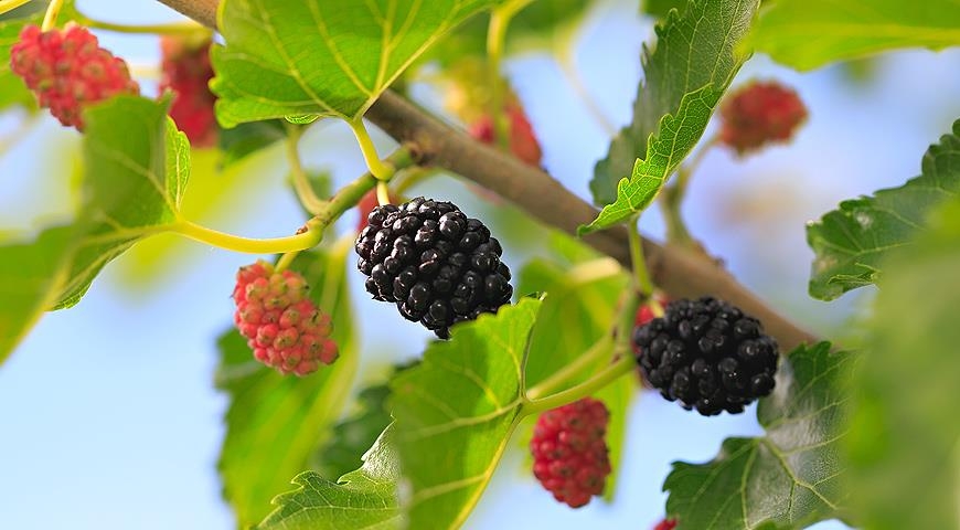 шелковица выращивание и уход в средней полосе