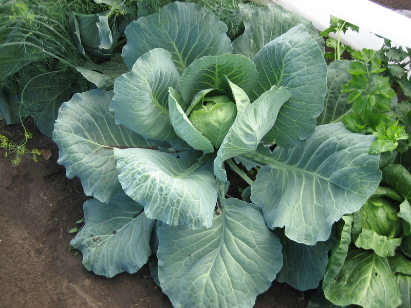 сидераты для огорода