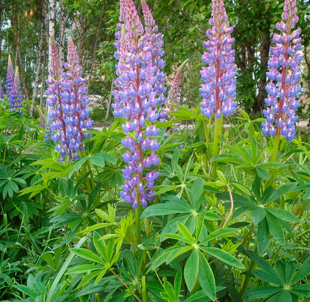 сидераты для кислой почвы