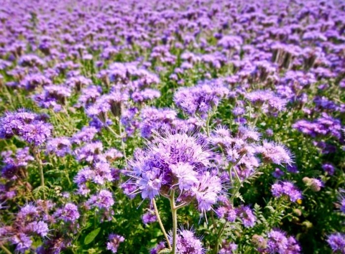 сидераты для кислой почвы