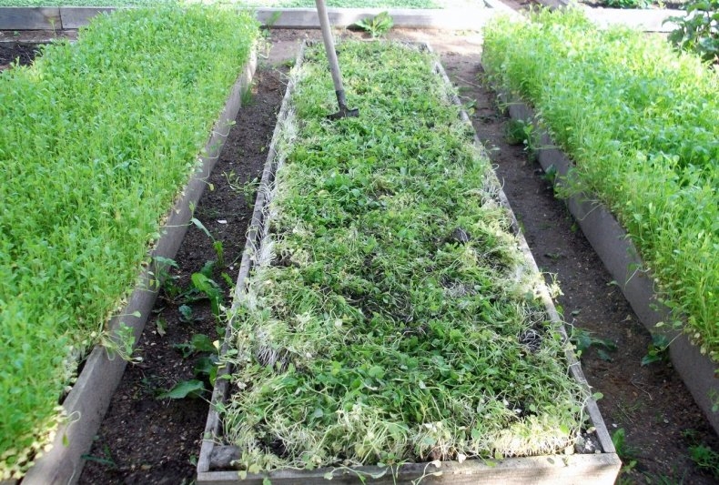 сидераты для кислой почвы