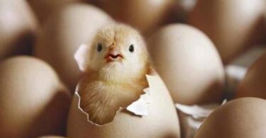 Период яйценоскости