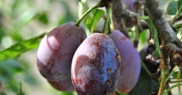 Сорт сливы стенлей