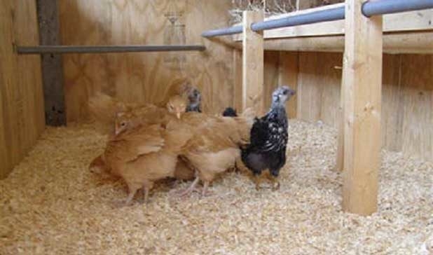 подстилка для кур зимой