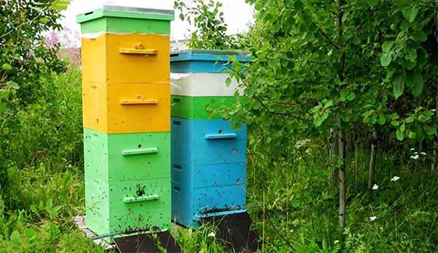 содержание пчел в многокорпусных ульях