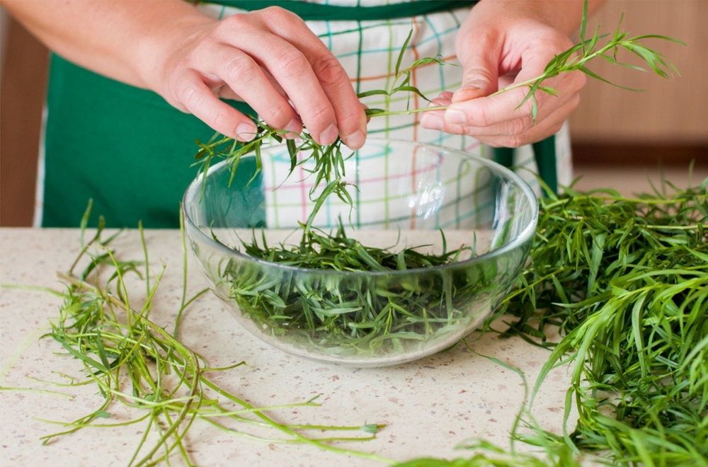 тархун лечебные свойства и противопоказания