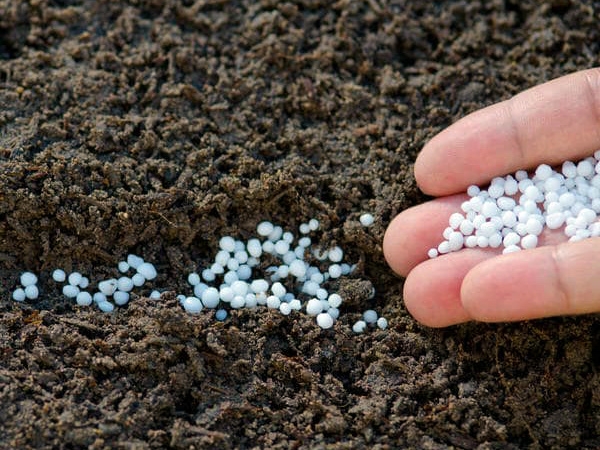 удобрение для чеснока осенью