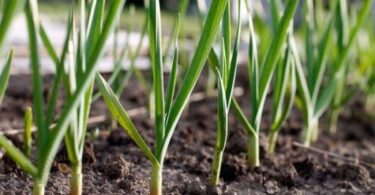 удобрять чеснок при посадке под зиму