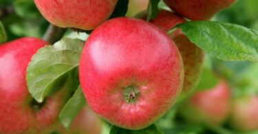 Сорт яблок уэлси