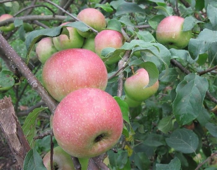 уэлси яблоня описание фото