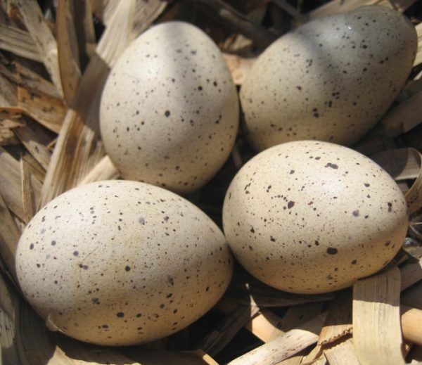 Kachní vejce: užitečné vlastnosti, kalorie, aplikace