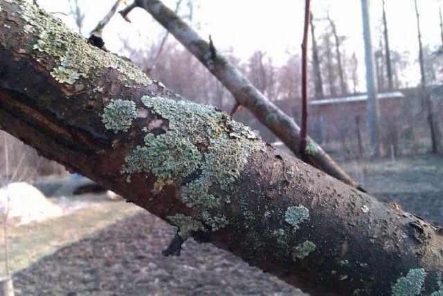 уход за яблоней осенью обрезка