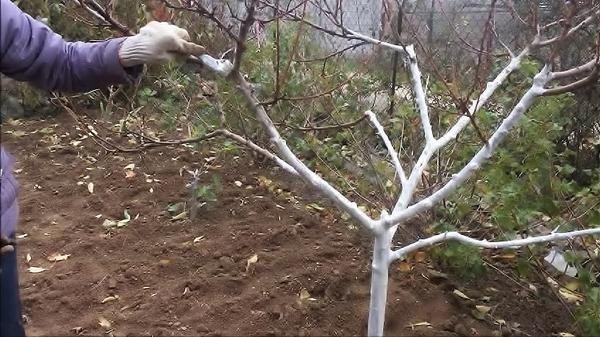 подготовка молодых яблонь к зиме