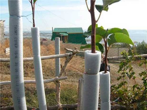 уход за яблоней осенью обрезка