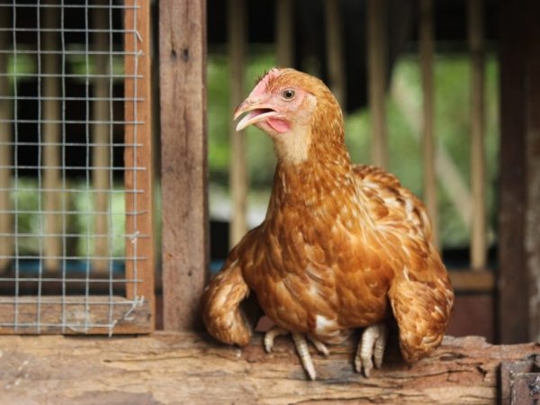 вытяжка в курятнике