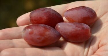 Розовый виноград Дубовский