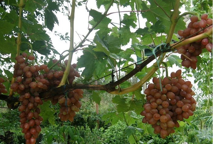 виноград кишмиш розовый