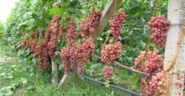 сорт винограда кишмиш лучистый