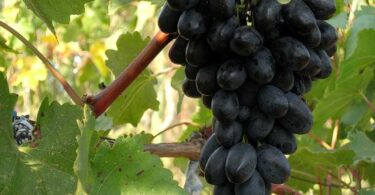 сорт винограда кодрянка