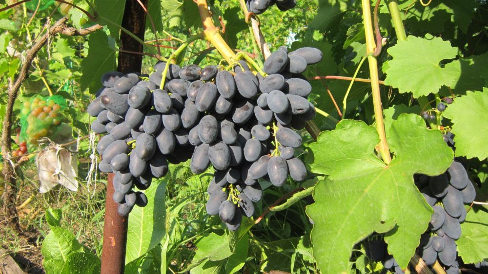 виноград кодрянка описание сорта фото