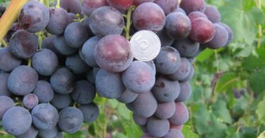 виноград сорта Рошфор