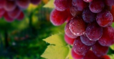 Виноград сенатор павловского