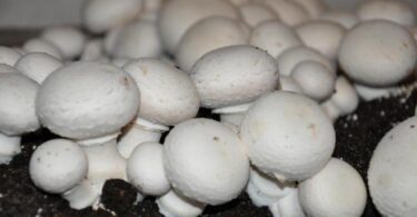 Технология выращивания грибов