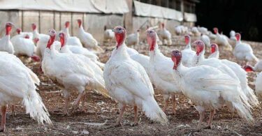 Откорм индюков на мясо