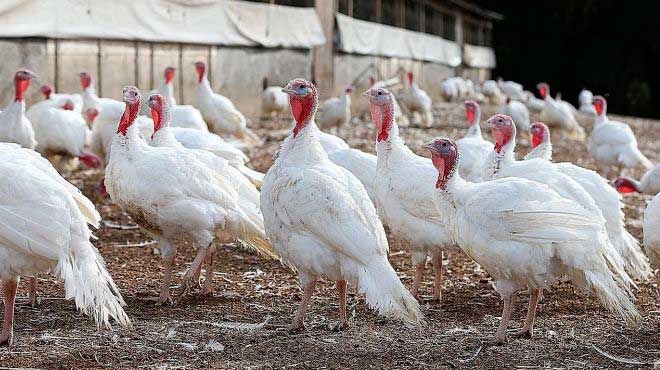 чем кормить индюков в домашних условиях