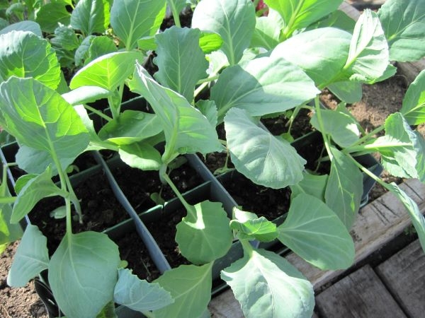 к какому семейству относится капуста