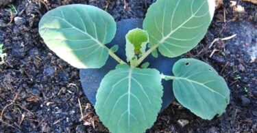 вырастить капусту белокочанную