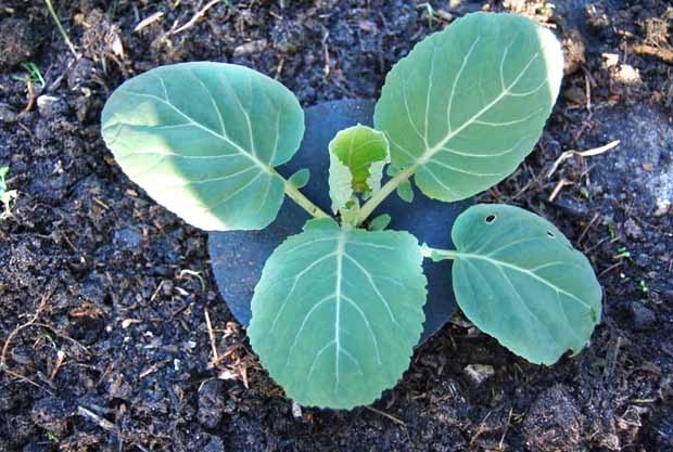 сажать после капусты на следующий год