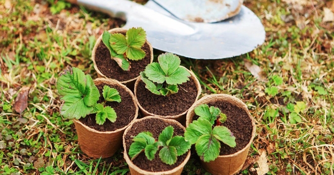 выращивание клубники из семян в домашних условиях