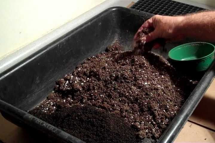 размножение клубники семенами