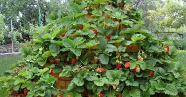 Пирамида для клубники своими руками