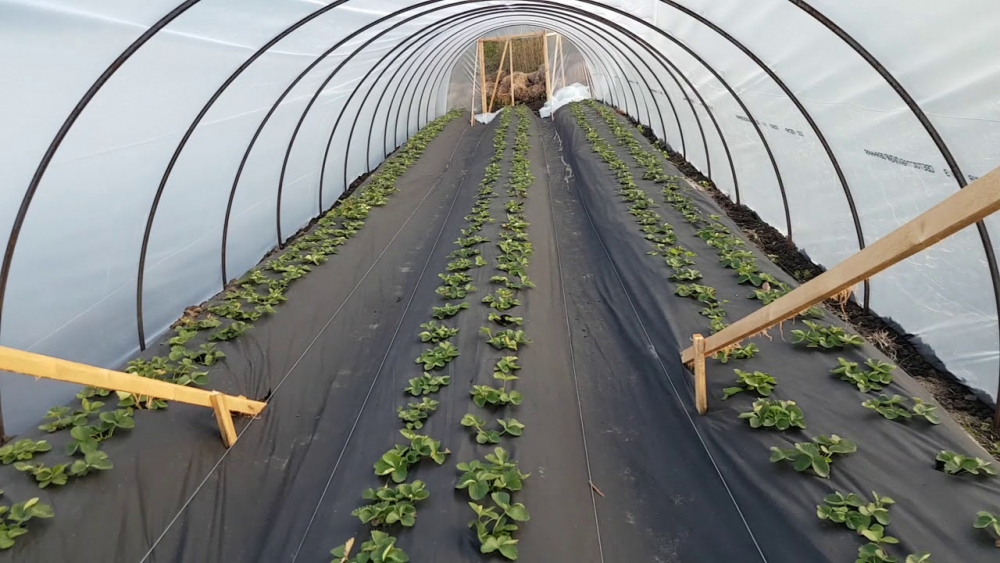 клубника по голландской технологии