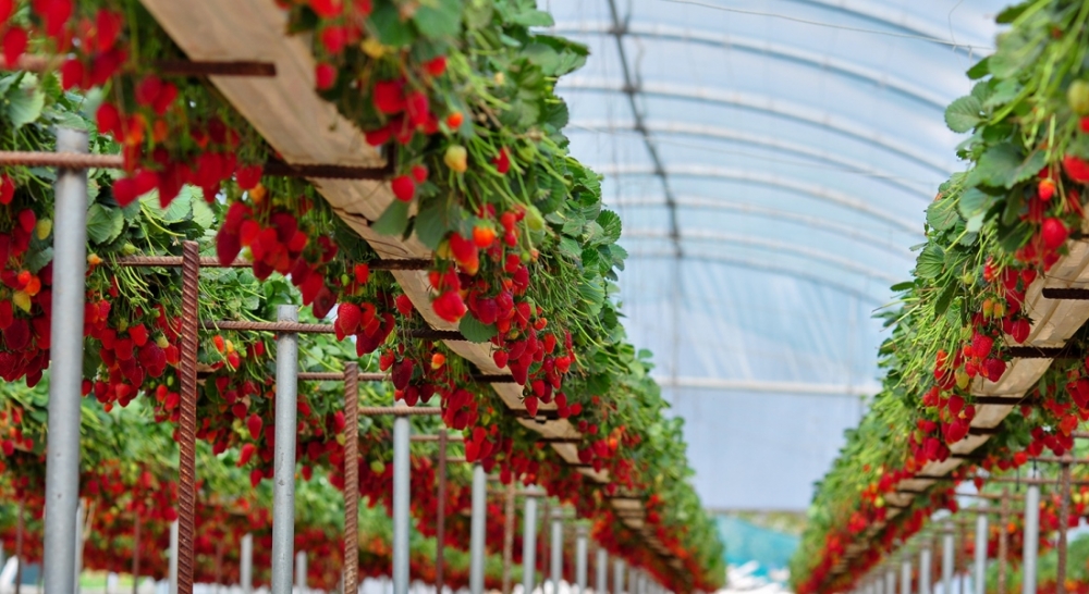 клубника по голландской технологии