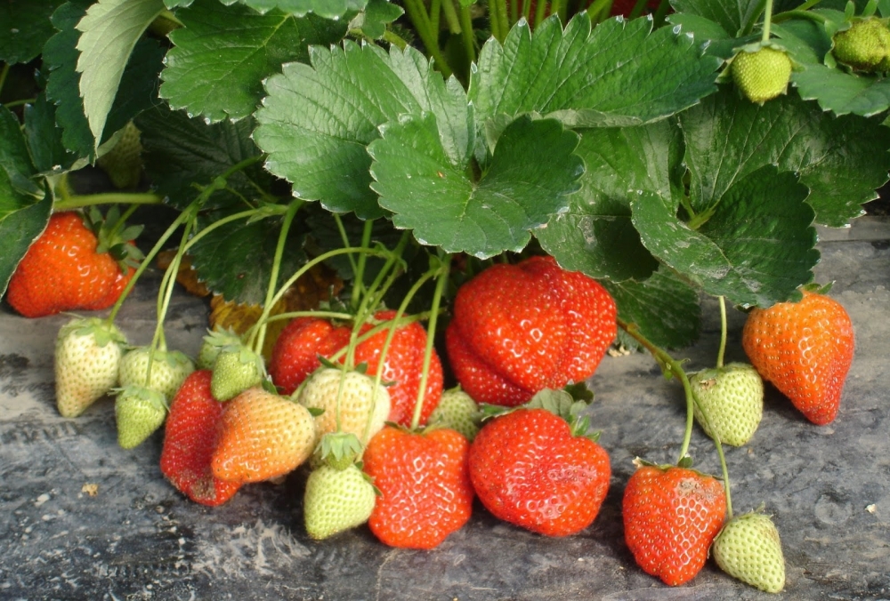 способы выращивания клубники