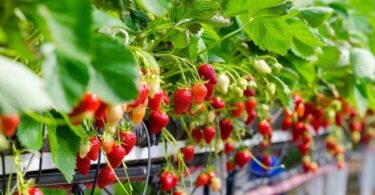 Клубника круглый год в домашних условиях