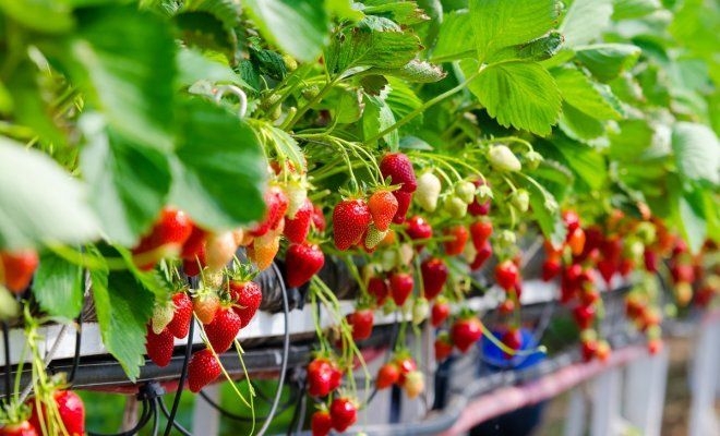 клубника по голландской технологии