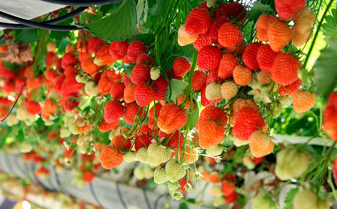 клубника круглый год в домашних условиях