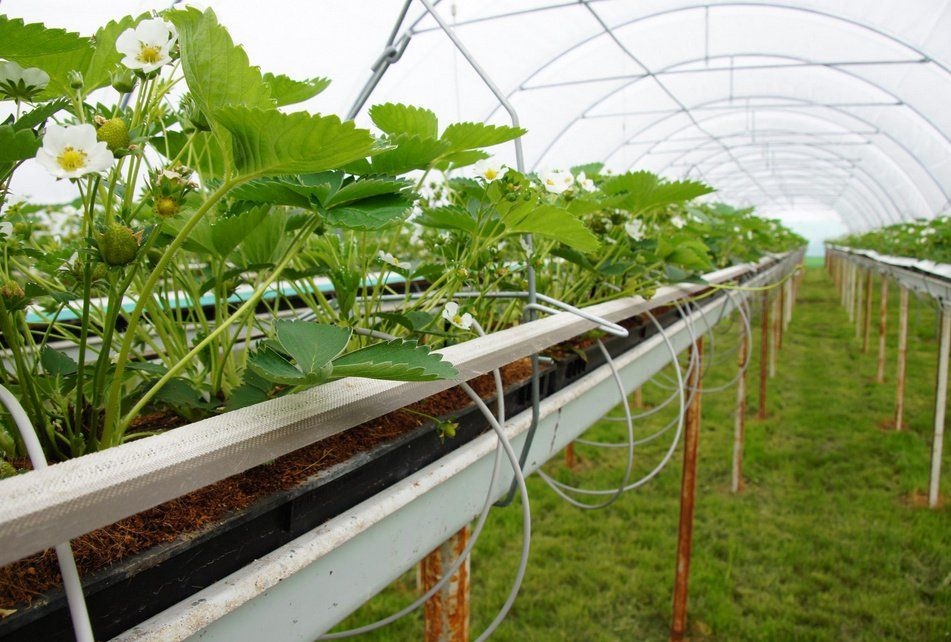 способы выращивания клубники