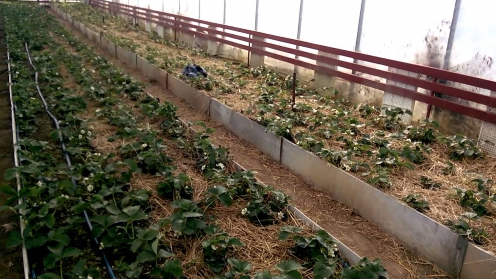 клубника по голландской технологии