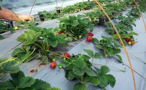 выращивание клубники зимой