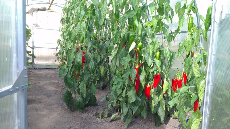 выращивание перца в теплице из поликарбоната